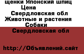 щенки Японский шпиц › Цена ­ 35 000 - Свердловская обл. Животные и растения » Собаки   . Свердловская обл.